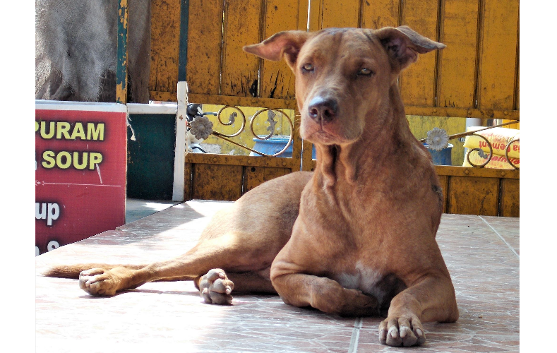 В Индии пёс покончил с собой после смерти хозяйки