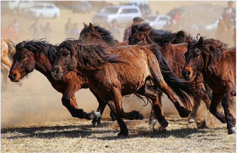​Определена генетическая преемственность древних монгольских лошадей